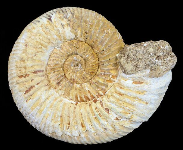 Perisphinctes Ammonite - Jurassic #54221